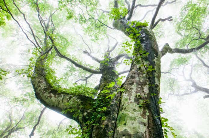 幹にツキノワグマの爪痕が残る中国山地の巨木