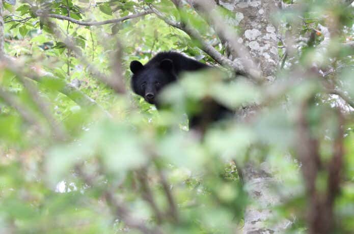 木登りも得意なツキノワグマ