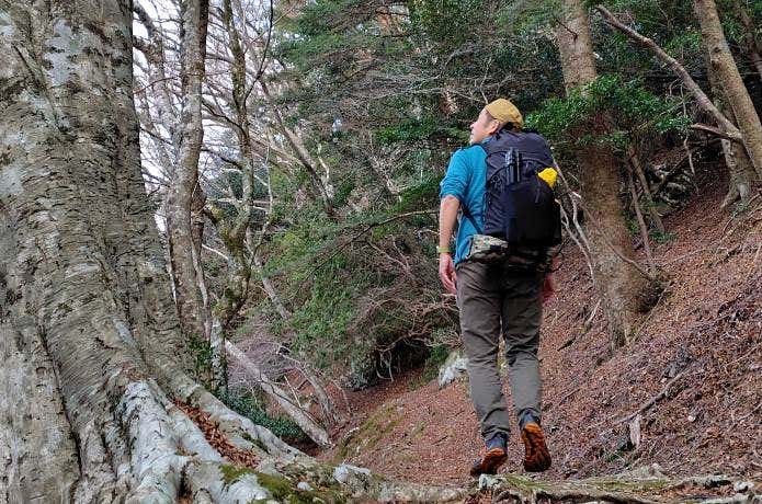 エレファット　モマド