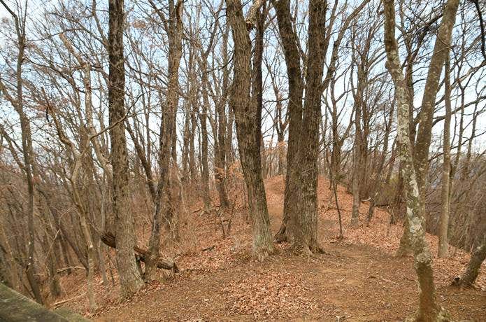 初冬の丹沢エリアの山中　葉のない寒々しい木立