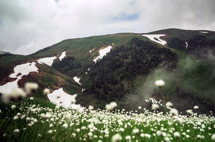 巻機山のお花畑