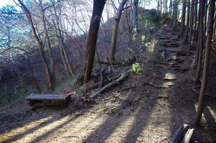 葉を落とした明るい森。冬ならではの低山の情景