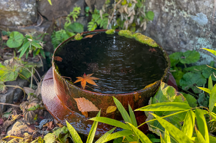釜めし なかいの入口の一角にある釜に浮かぶ紅葉