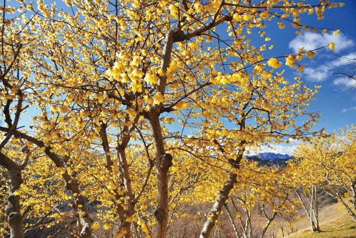 宝登山　ロウバイ