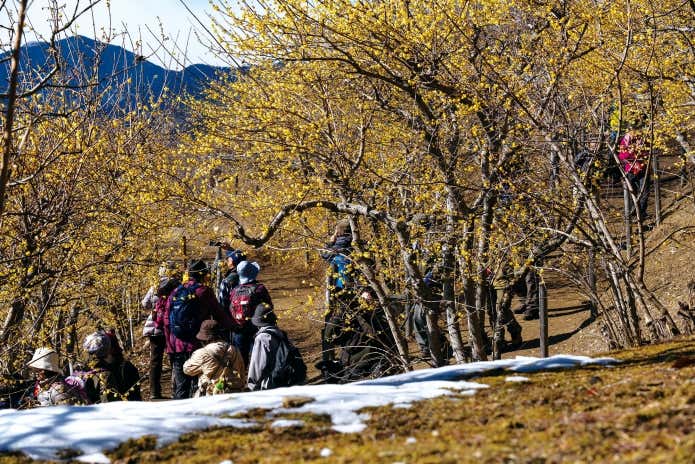 宝登山のロウバイを楽しむ人