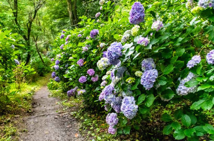 猿橋公園 あじさい