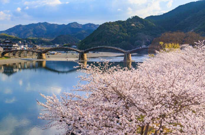 錦帯橋 桜