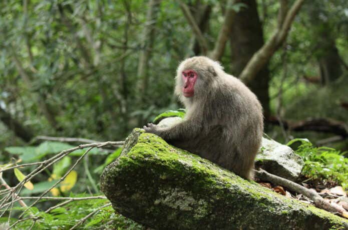 屋久島の猿