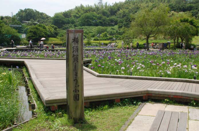 横須賀しょうぶ苑