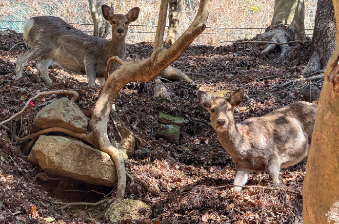 ニホンジカの群れ