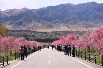 2026たかもり桜まつり（サクラミチ）／熊本県阿蘇郡高森町