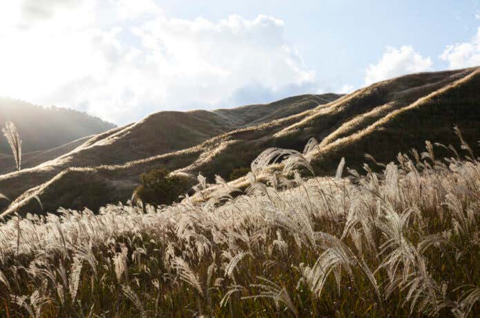 鉢伏山を目の前にススキの広がる