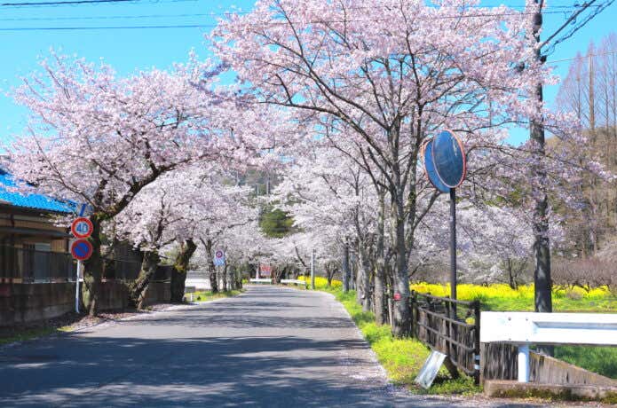太平山遊覧道路　桜のトンネル
