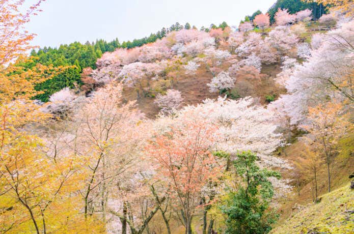 吉野山　桜