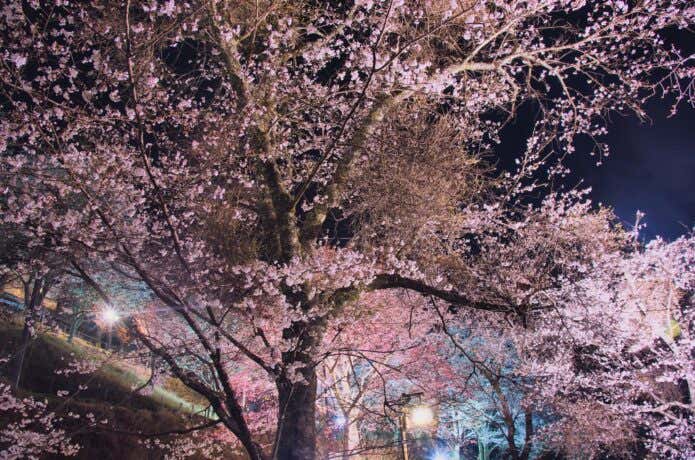 ライトアップ 吉野山