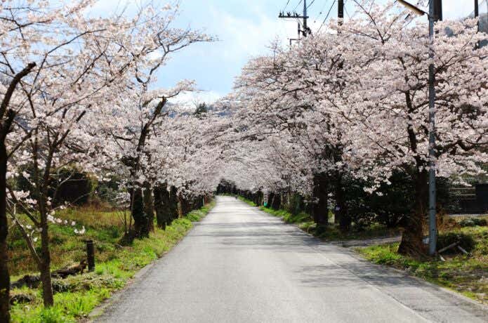 太平山遊覧道路　桜のトンネル