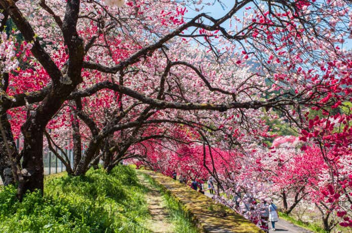 月川温泉郷 花桃の里 花桃まつり