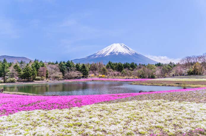富士芝桜まつり