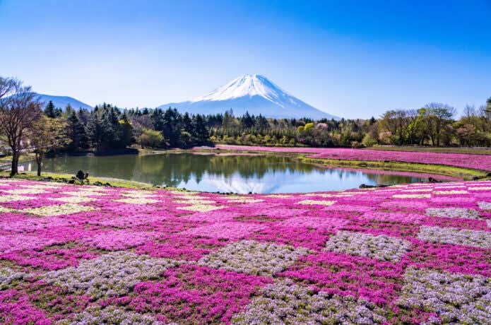 富士芝桜まつり