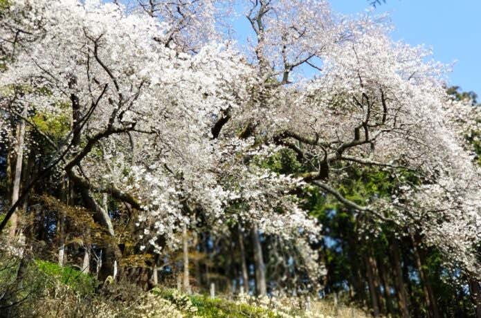 大山桜　丹沢
