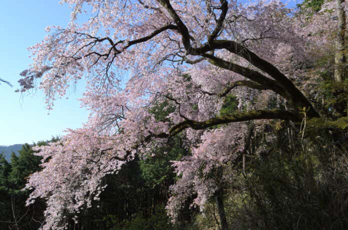 大山桜