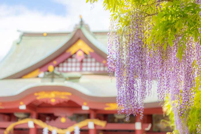 笠間稲荷神社の藤