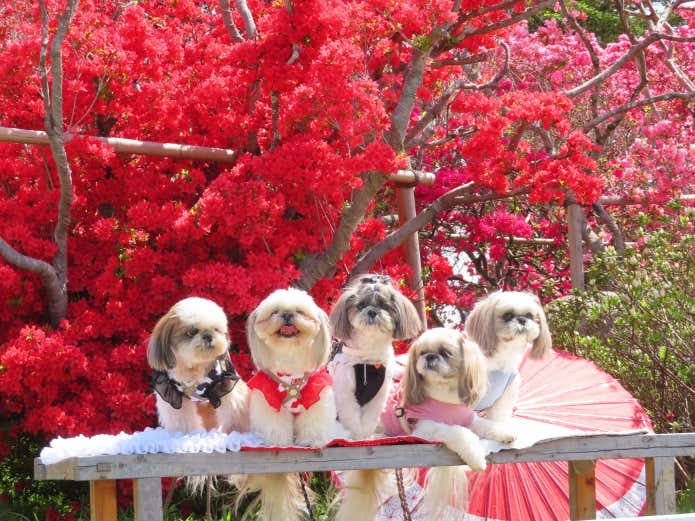 愛犬と一緒に園内を散策できます