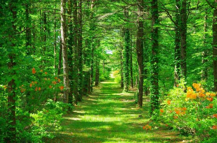 新緑の種山ヶ原