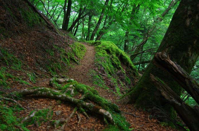 独特な雰囲気が漂う伊豆の山
