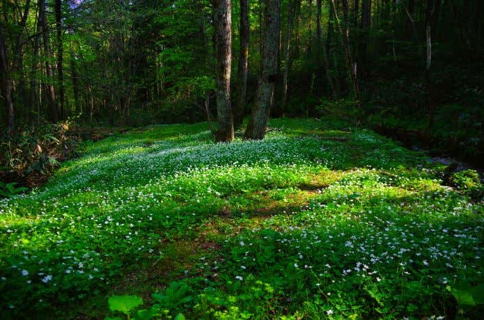 種山ヶ原のニリンソウ