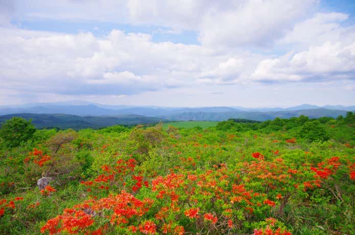種山ヶ原のツツジの群落
