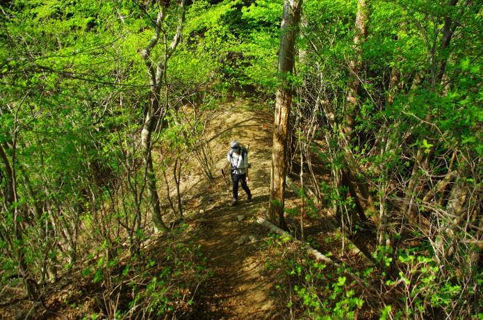 新緑の山を歩く登山者