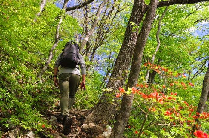 新緑の山を登る人の後ろ姿