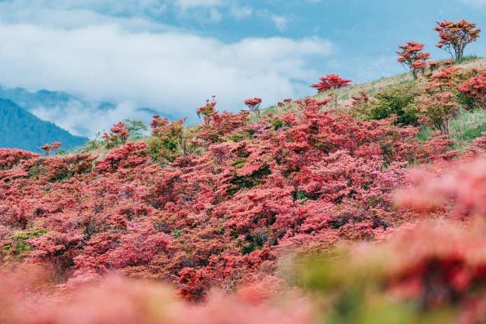 奈良県御所市の葛城山(標高959m)のツツジ