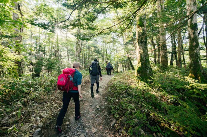 新緑の森で登山を楽しむ人