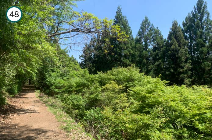 広葉樹林