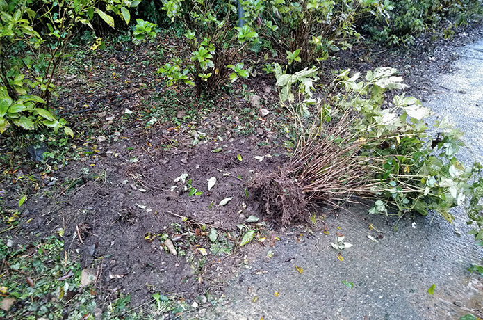 豪雨により被害にあった、それぞれのあじさい山の模様