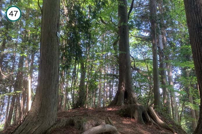 平坦な登山道