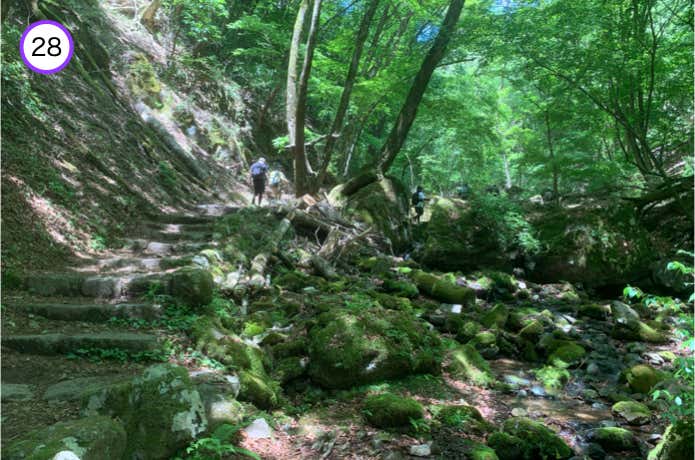 苔むした岩