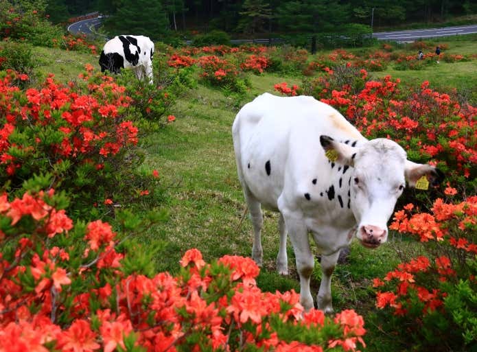 国天然記念物のレンゲツツジ群落と、放牧された牛たちが彩る湯の丸高原
