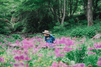 六甲高山植物園 高山植物が続々開花。大群落の「クリンソウ」や伝説の恋の花「クロユリ」が見頃