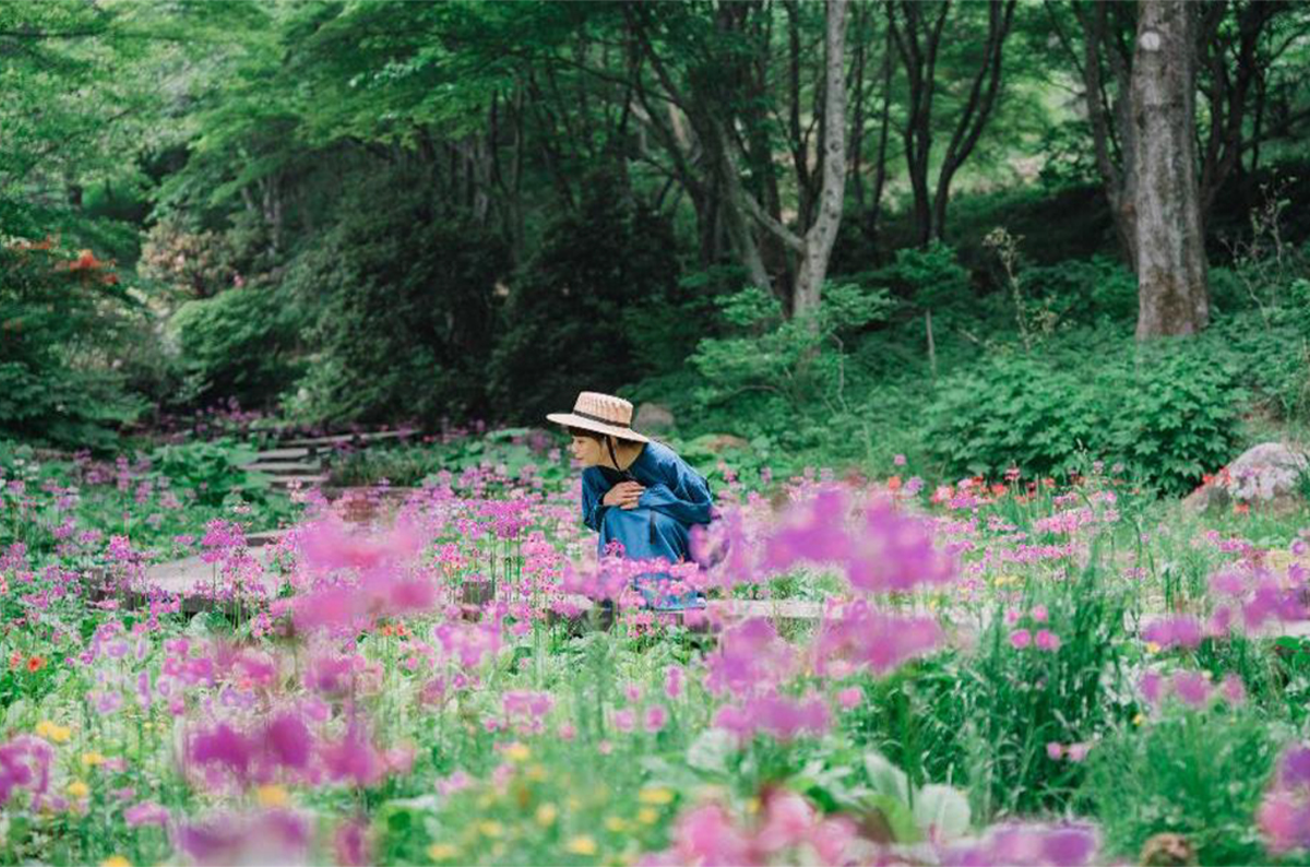 六甲高山植物園 高山植物が続々開花。大群落の「クリンソウ」や伝説の恋の花「クロユリ」が見頃