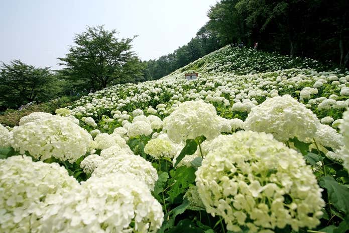あじさい山