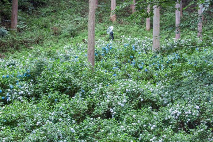 南沢あじさい山