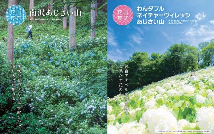 秋川渓谷あじさいまつり2026