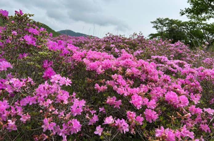 昨年の様子｜高千穂河原（鹿ケ原）5月28日時点