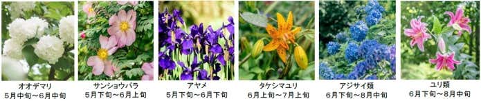 期間中、見頃の花