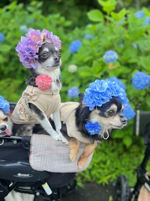 秋川渓谷あじさいまつり2025　フォトコン受賞者の写真
