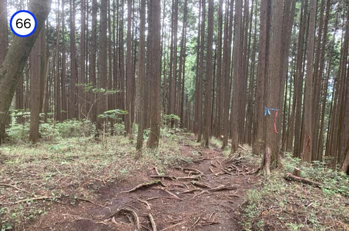 なだらかな尾根道