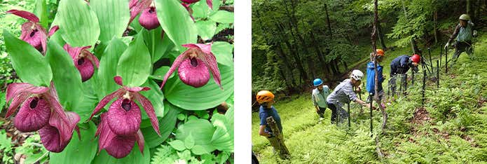 深い赤紫の袋状の花が特徴の希少種